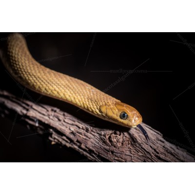 Culebra comedora de huevos - Dasypeltis gansi 